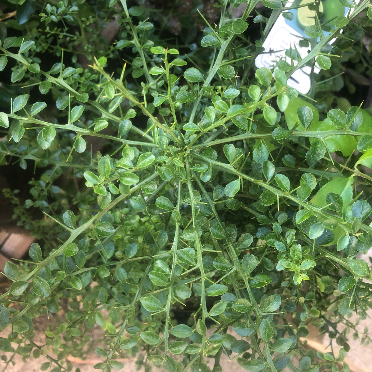 Fruit Tree Descriptions – Asagi Hatchery